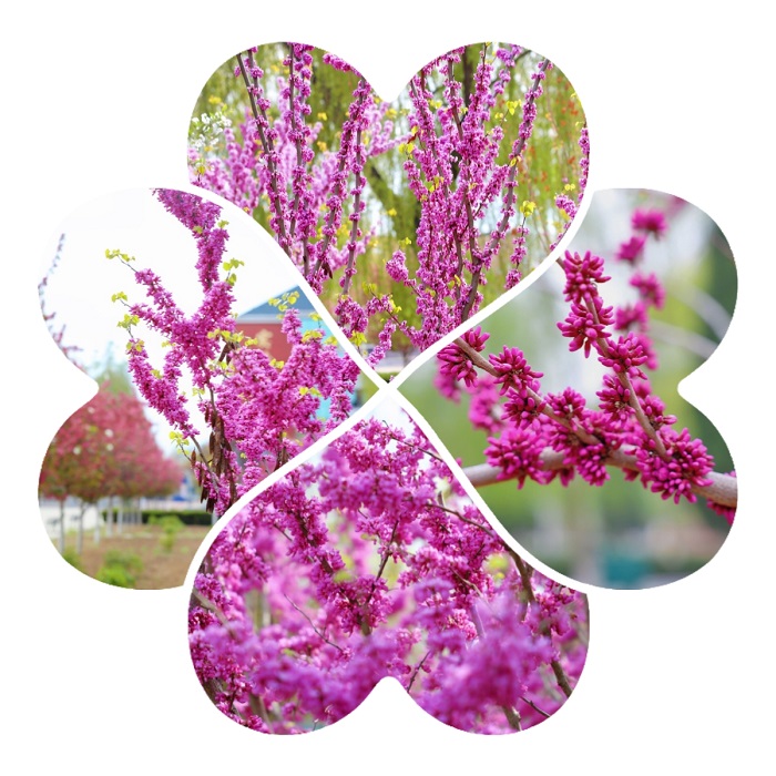  Spring Blossoms