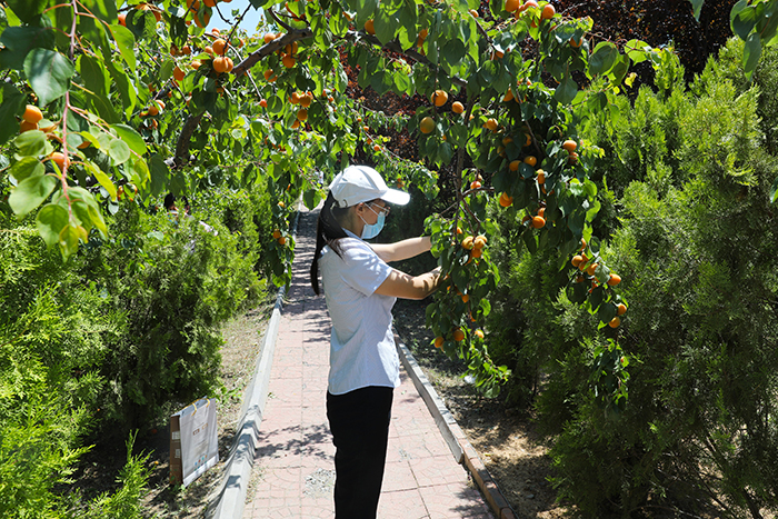 Campus Harvesting Festival