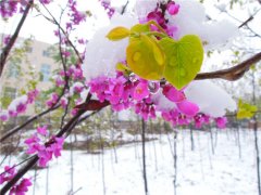 Blossom in the Warm Spring