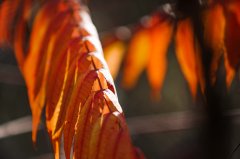 Sense of Autumn